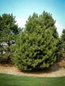 Сосна Чёрная (Pinus Nigra) купить по цене от 270.00р. в интернет-магазине «Посадика» с доставкой почтой в в Лесозаводске и по всей России – [изображение №1].