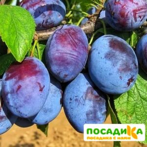 Слива Чачакская ранняя купить по цене от 229.00р. в интернет-магазине «Посадика» с доставкой почтой в в Лесозаводске и по всей России – [изображение №1].