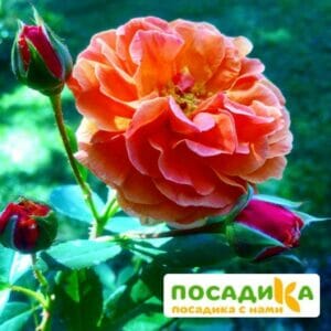 Роза Арабия купить по цене от 350.00р. в интернет-магазине «Посадика» с доставкой почтой в в Лесозаводске и по всей России – [изображение №1].