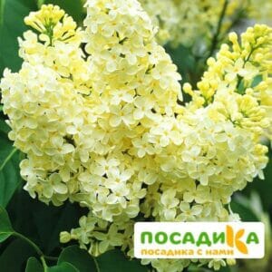 Сирень Примроуз (Primrose) купить по цене от 529.00р. в интернет-магазине «Посадика» с доставкой почтой в в Лесозаводске и по всей России – [изображение №1].