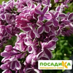 Сирень Сенсация купить по цене от 529.00р. в интернет-магазине «Посадика» с доставкой почтой в в Лесозаводске и по всей России – [изображение №1].