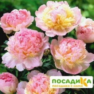 Пион Распберри Сандей (Paeonia Raspberry Sundae) купить по цене от 959р. в интернет-магазине «Посадика» с доставкой почтой в в Лесозаводске и по всей России – [изображение №1].