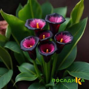 Калла Аура Лейс купить по цене от 400р. в интернет-магазине «Посадика» с доставкой почтой в в Лесозаводске и по всей России – [изображение №1].