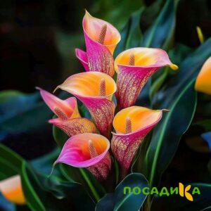 Калла Оникс купить по цене от 450р. в интернет-магазине «Посадика» с доставкой почтой в в Лесозаводске и по всей России – [изображение №1].