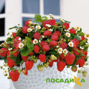 Клубника Рубиновый Шепот (горшечная) купить по цене от 240р. в интернет-магазине «Посадика» с доставкой почтой в в Лесозаводске и по всей России – [изображение №1].