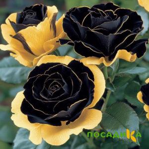 Роза Ханни Сикл купить по цене от 700р. в интернет-магазине «Посадика» с доставкой почтой в в Лесозаводске и по всей России – [изображение №1].