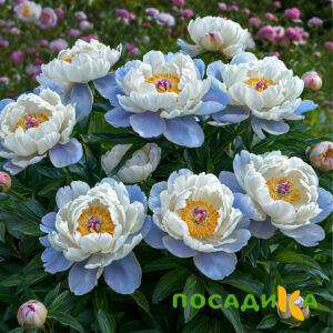 Пион акварельный Этюд купить по цене от 806р. в интернет-магазине «Посадика» с доставкой почтой в в Лесозаводске и по всей России – [изображение №1].