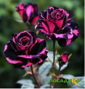 Роза Багровый Шепот купить по цене от 366р. в интернет-магазине «Посадика» с доставкой почтой в в Лесозаводске и по всей России – [изображение №1].