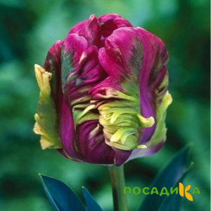 Тюльпан Экзотик Хэвен купить по цене от 186р. в интернет-магазине «Посадика» с доставкой почтой в в Лесозаводске и по всей России – [изображение №1].