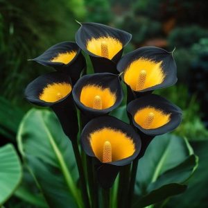 Калла Легато купить по цене от 620р. в интернет-магазине «Посадика» с доставкой почтой в в Лесозаводске и по всей России – [изображение №1].