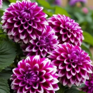 Георгин Кристал Корт купить по цене от 602р. в интернет-магазине «Посадика» с доставкой почтой в в Лесозаводске и по всей России – [изображение №1].