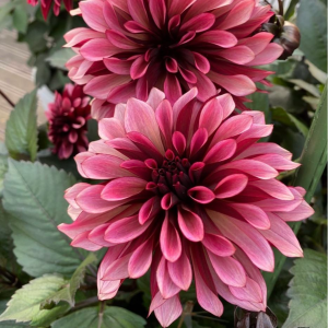 Георгин Перли Сансет купить по цене от 309р. в интернет-магазине «Посадика» с доставкой почтой в в Лесозаводске и по всей России – [изображение №1].