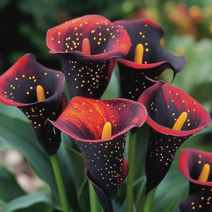 Калла Нуар купить по цене от 299р. в интернет-магазине «Посадика» с доставкой почтой в в Лесозаводске и по всей России – [изображение №1].