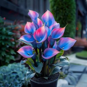 Калла Импрессия купить по цене от 590р. в интернет-магазине «Посадика» с доставкой почтой в в Лесозаводске и по всей России – [изображение №1].