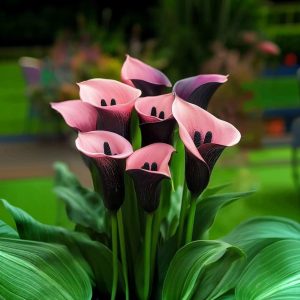 Калла Энигма купить по цене от 291р. в интернет-магазине «Посадика» с доставкой почтой в в Лесозаводске и по всей России – [изображение №1].