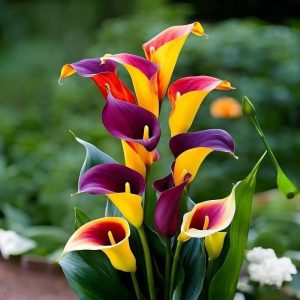 Калла Кристалл купить по цене от 450р. в интернет-магазине «Посадика» с доставкой почтой в в Лесозаводске и по всей России – [изображение №1].