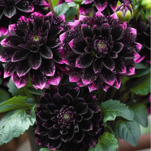 Георгин Лаванда Лейс купить по цене от 679р. в интернет-магазине «Посадика» с доставкой почтой в в Лесозаводске и по всей России – [изображение №1].