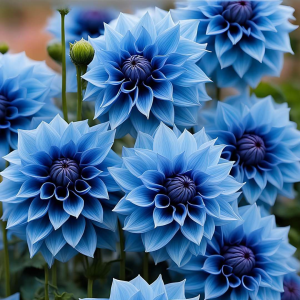 Георгин Вижапе купить по цене от 699р. в интернет-магазине «Посадика» с доставкой почтой в в Лесозаводске и по всей России – [изображение №1].